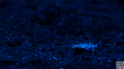 blue planet oceans GIF by BBC America