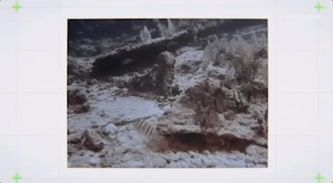 viceland GIF by Motherboard