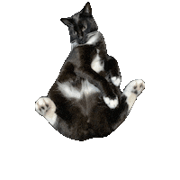 Tuxedo Cat Sticker