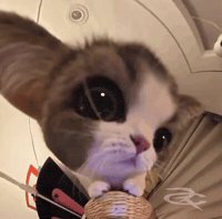 Cat Hello GIF by Respective