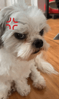 Angry Shih Tzu GIF