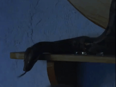 nickrewind giphydvr nicksplat are you afraid of the dark the tale of the dangerous soup GIF