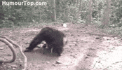 Monkey Lol GIF