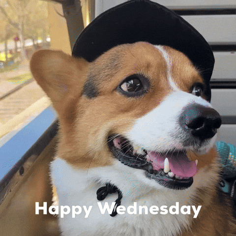 Dog Corgi GIF