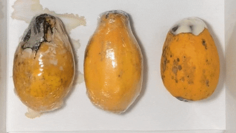 nanoxclean giphyupload papaya nanotechnology ufscar GIF