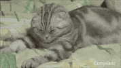 sleepy cat GIF