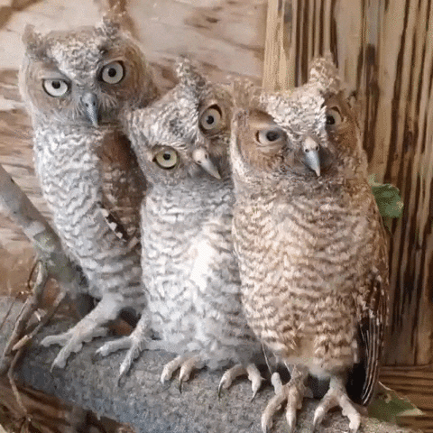 jokes GIF