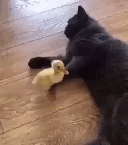 nhjke giphyupload cat punch GIF