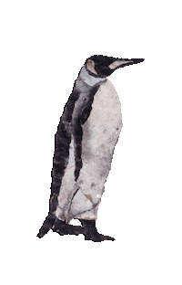 Penguin Wildlife Sticker by Kaybid