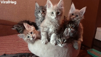 A Bouquet of Kittens