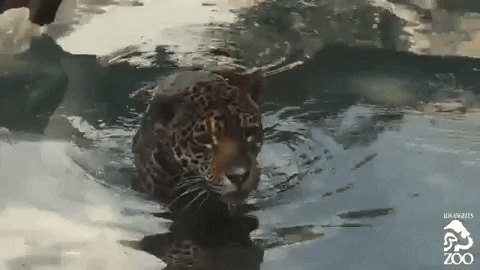 big cat GIF by Los Angeles Zoo and Botanical Gardens