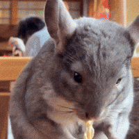 Chinchilla Udon GIF