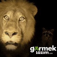 Shocked Lion GIF by Görmek Lazım