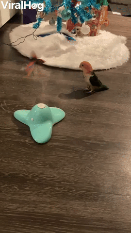 Yoshi the Parrot Tries to Understand Cat Toy
