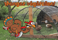 American Football Thanksgiving GIF