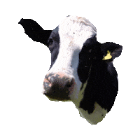 cow STICKER by imoji