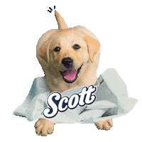 Dog Scott Sticker by BCW Perú