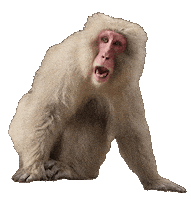 brookzhookz monkey Macaque brookzhookz Sticker