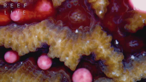 Spawning Great Barrier Reef GIF by ABC TV + IVIEW