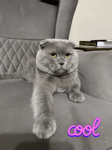 Ceda35 cat instagram cats kedi GIF
