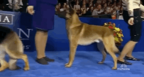 national dog show 2018 GIF by NBC
