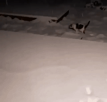 Cat Frolics in Freshly Fallen Snow After Winter Storm Hits Washington