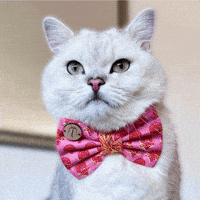 cosmocatofficial cosmo white cat cool cat cat reaction GIF