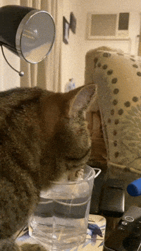 Cat Drinking GIF