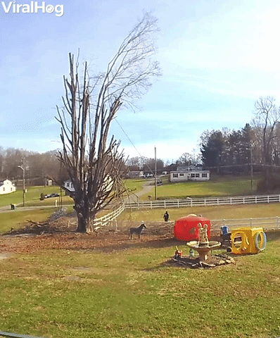 Tree Trimming Fail Sends People Flying