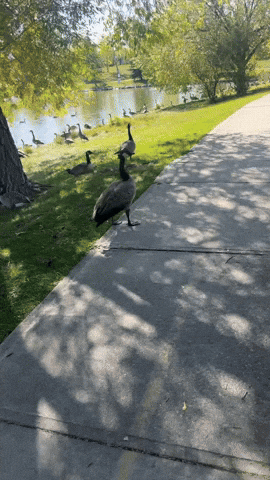 Hissing Back Off GIF by tinywiings