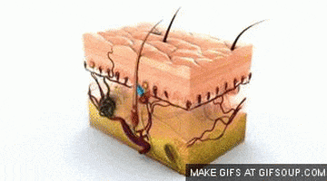 anatomy GIF