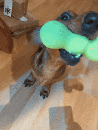 KantoLegend_ dog puppy doggo playing GIF