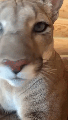 Aww Cougar GIF by Coog Mania