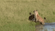 natgeowild nat geo wild hyena GIF