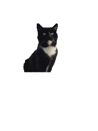 cat Sticker by Fair Fashion Festival