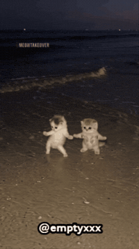 Dance Cat GIF