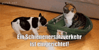 unsereoebb cat katze oebb weltkatzentag GIF
