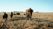 The Nature Conservancy Camera GIF by PBS Digital Studios