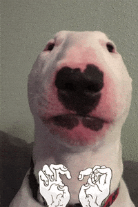 puppernelson creepy doge want walter GIF