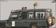 poop cheetah GIF