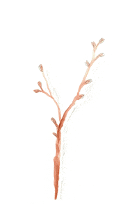 animation art GIF by Katie Drew