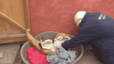 cuteanimalland giphyupload GIF