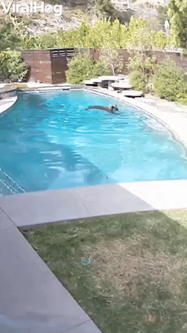 Bear Takes a Dip in Backyard Pool