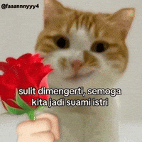 Kucing Oren GIF