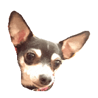 chihuahua STICKER by imoji