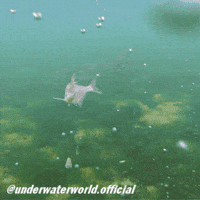 Fish Fishing GIF