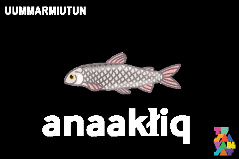Inuvialuit GIF by Tusaayaksat Magazine