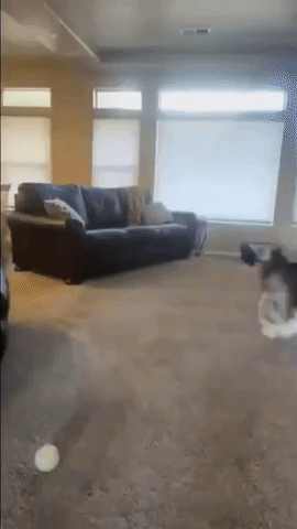 Husky Owner Tests Out Pet's Reaction to Dog Mask