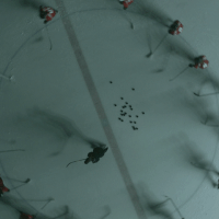 playing canadian tire GIF