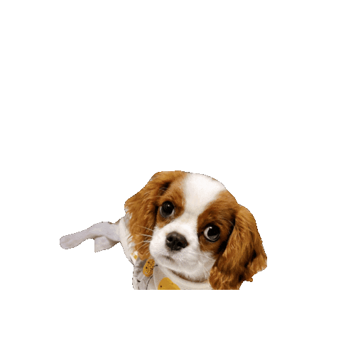 Cavalierkingcharlesspaniel Sticker